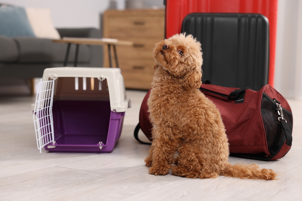 Small dog next to their dog crate for car safety and red luggage 