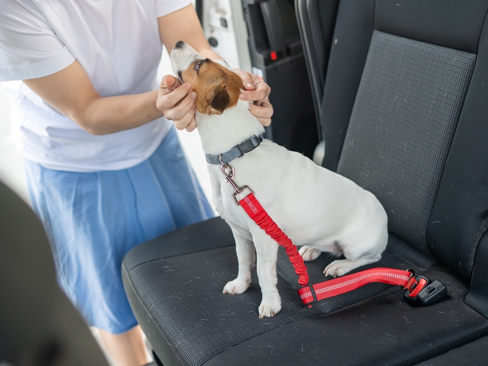 Small terrier dog in the back passenger seat with a car harness on
